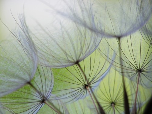 Fototapeta Dandelion nasion