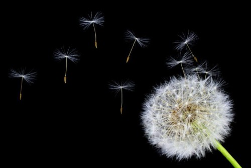 Fototapeta Dandelion kwiat i nasiona latające na czarnym tle