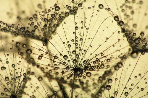 Fototapeta Nasion dandelion na zachód słońca z kropli wody