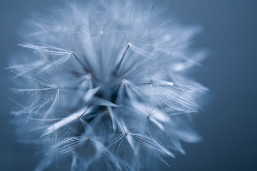 Fototapeta Puch dandelion 2