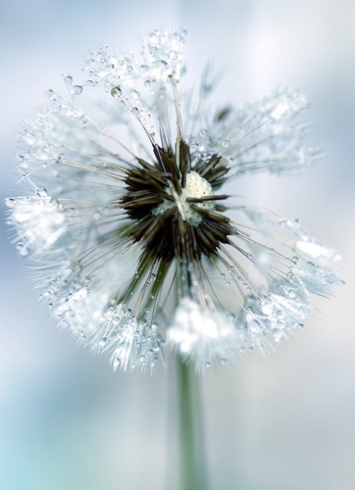 Fototapeta Flora - mniszka lekarskiego (Taraxacum officinale)