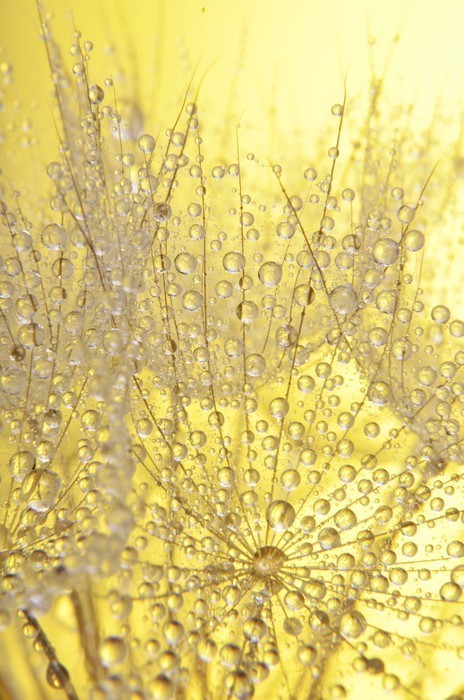 Fototapeta Krople rosy na dandelion