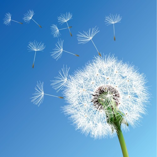 Fototapeta Dandelion wektor
