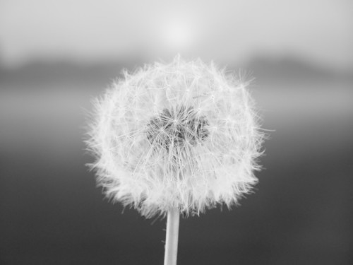 Fototapeta Dandelion nasion