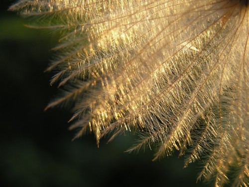 Fototapeta Dandelion nasion w półmroku