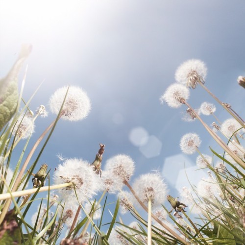 Fototapeta Lato Pole Dandelion