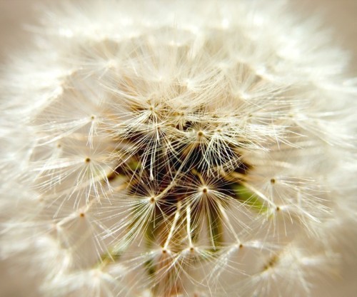 Fototapeta Seedy dandelion