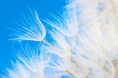 Fototapeta Dandelion close-up