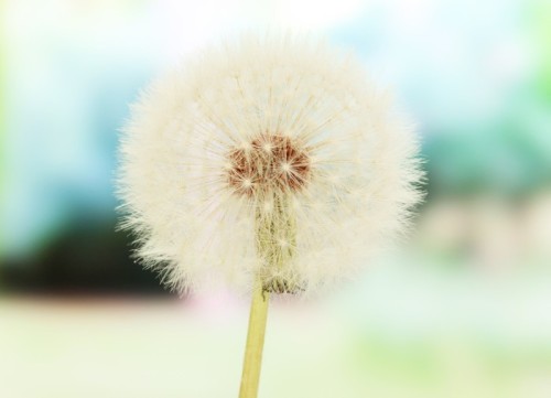 Fototapeta Dandelion na jasnym tle