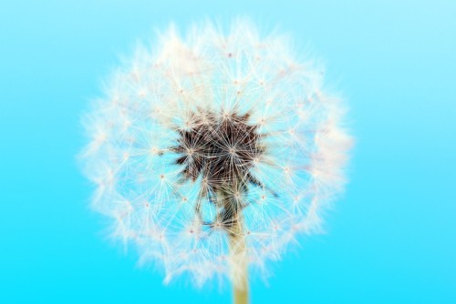 Fototapeta Dandelion na niebieskim tle