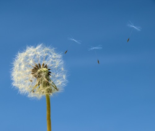 Fototapeta Dandelion z nasion odlatuje na b; niebo ue.