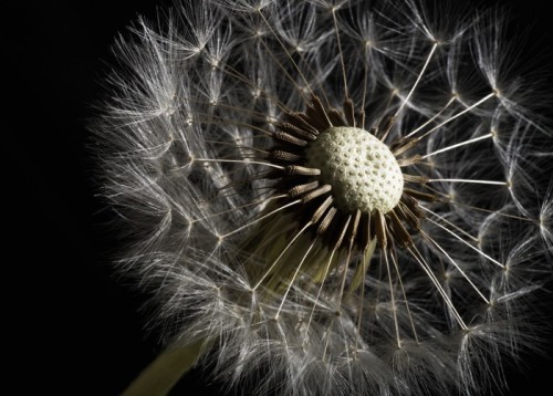 Fototapeta Dandelion makro