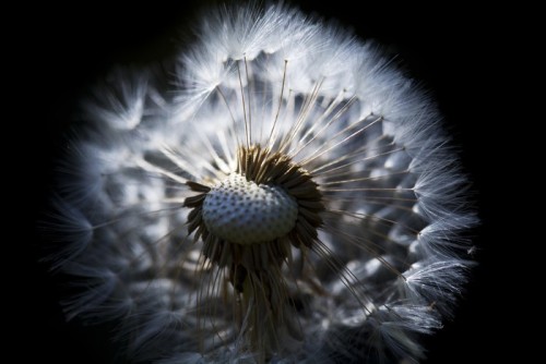 Fototapeta Suchy kwiat dandelion