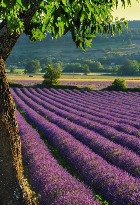 Fototapeta Lavender 4