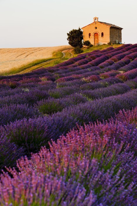 Fototapeta Kaplica z lawendy i ziarna pola, Plateau de Valensole, Pro