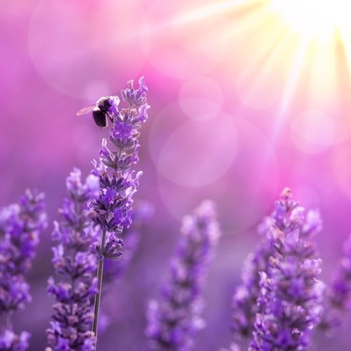 Fototapeta Bee na lawendy