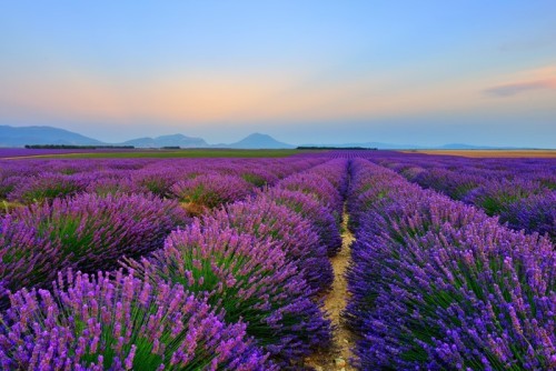 Fototapeta Lavender pola o zachodzie słońca