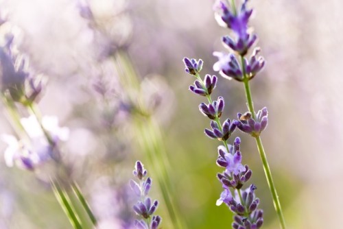 Fototapeta Fleur Lavande - Kwiat lawendy