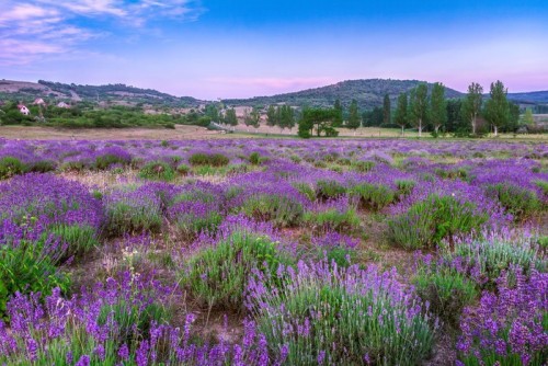 Fototapeta Zachód słońca nad polem letnich lavender w Tihany, Węgry