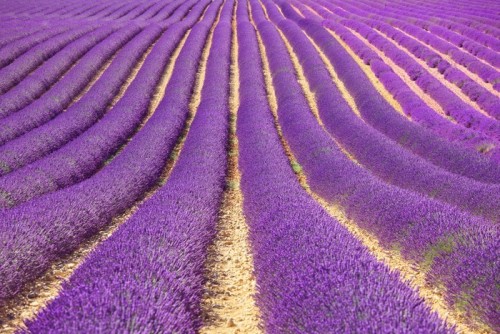 Fototapeta Lavender kwiat kwitnący pola jako wzór lub teksturę. Provence,