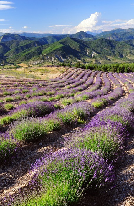 Fototapeta Lawendowego pola, Provence, Francja