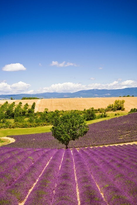Fototapeta Pola lawendy Valensole w Prowansji, Francja
