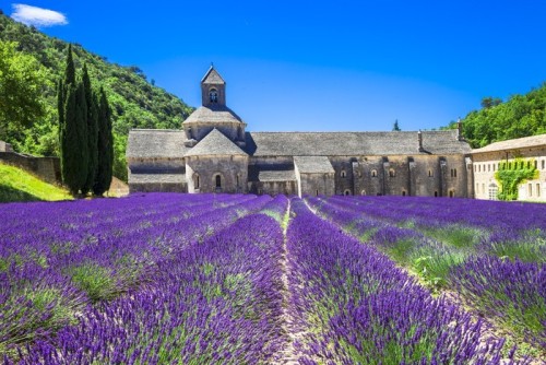 Fototapeta Prowansja - Opactwo Senanque kwitnących lavander.France