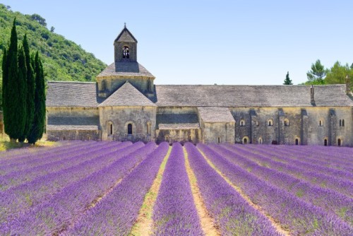 Fototapeta Opactwo Senanque i kwiatów lawendy. Provence, Francja.