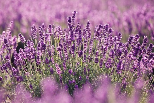 Fototapeta Purpurowe kwiaty lawendy w dziedzinie