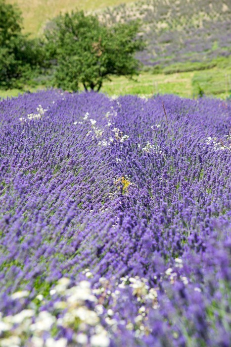 Fototapeta Lavender kwiat pola