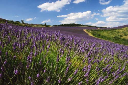 Fototapeta Lawendowego pola, Provence, Francja