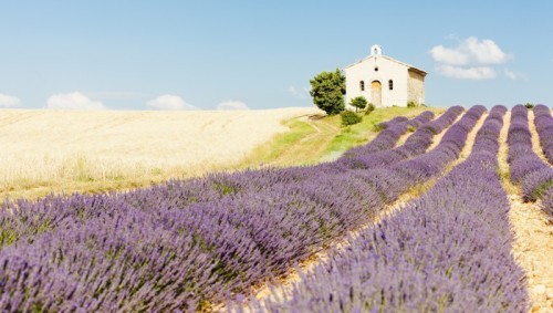 Fototapeta Kaplica z pola lawendy i ziarna, Valensole, Provence