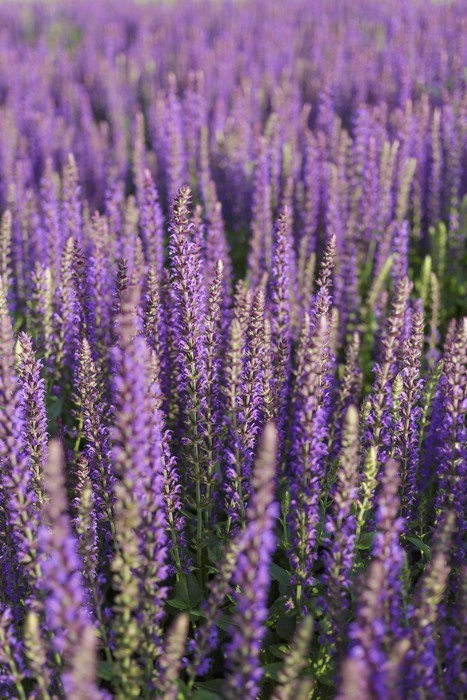 Fototapeta Lavender tle pionowe