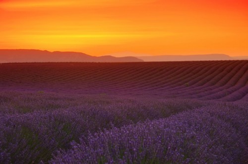Fototapeta Lavender Feld Sonnenuntergang - Lawendowe pole sunset 03