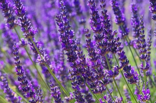 Fototapeta Lavender - lawenda 79