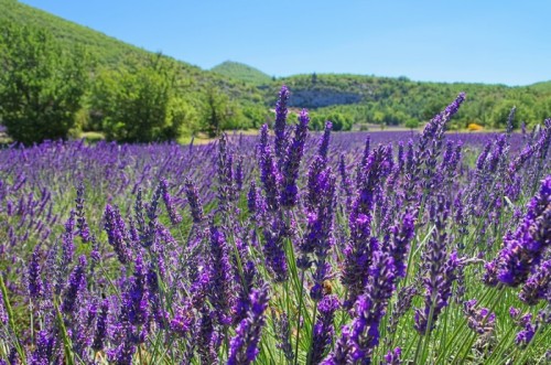 Fototapeta Lavender Feld - Lawendowe pole 29