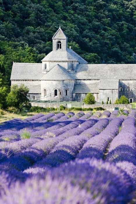 Fototapeta Senanque opactwo z lawendowego pola, Provence, Francja