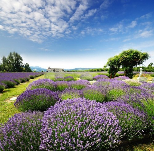Fototapeta Lavender Valley of Oregon