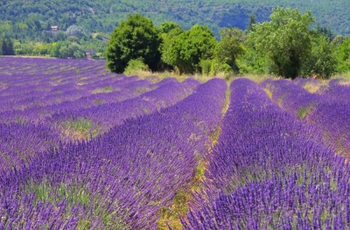 Fototapeta Lavender Feld - Lawendowe pole 104
