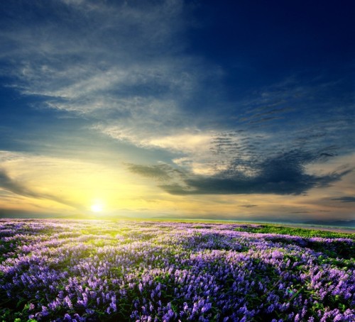 Fototapeta Lavender pola na koniec dnia