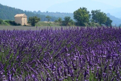 Fototapeta Valensole provence pola lawendy kwitła francja