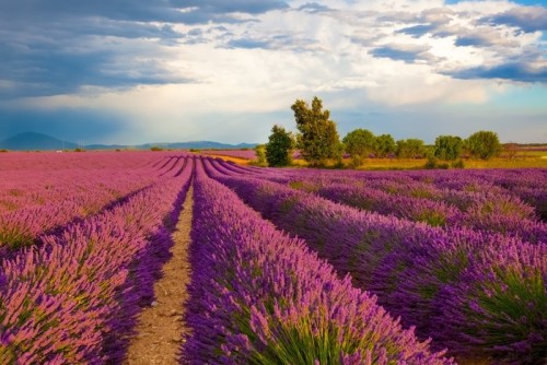 Fototapeta Lavender field, Provence, France