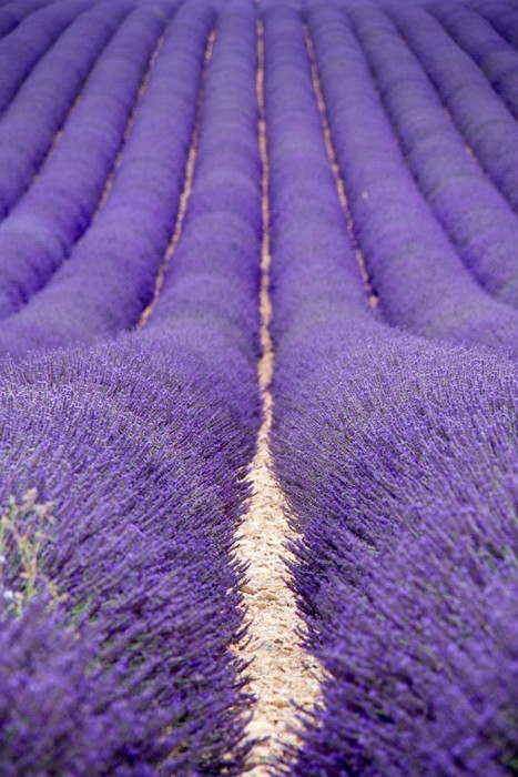 Fototapeta Lavender pola w pobliżu Valensole w Provence, Francja