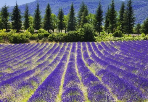 Fototapeta Kwiat lawendy blooming.SUmmer background.Provence, Francja.