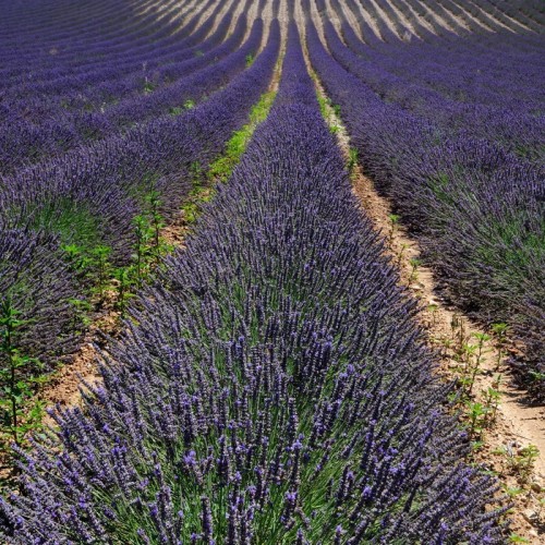 Fototapeta Pola lawendy. Provence, Francja