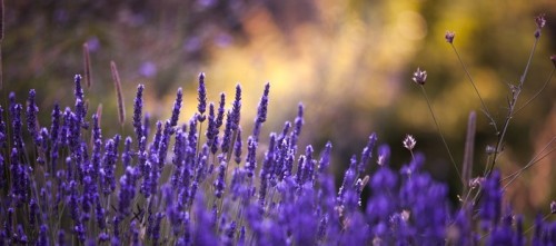 Fototapeta Lavendar spadek tle