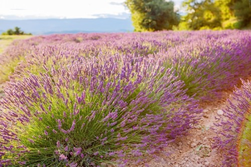 Fototapeta Lavender pola w pobliżu Valensole w Provence, Francja