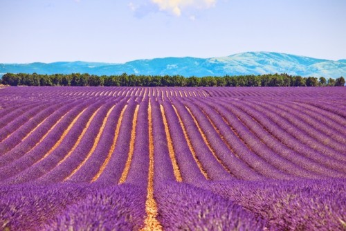 Fototapeta Kwiat lawendy kwitnących pól i wierszy drzewa. Valensole, sprawdzone