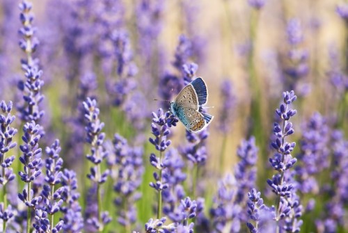 Fototapeta Piękny motyl i kwiat lawendy