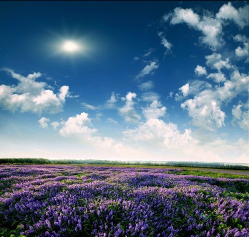 Fototapeta Lavender pola na koniec dnia